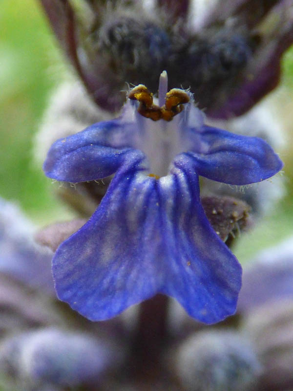 Ajuga pyramidalis